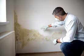 Best Attic Mold Removal  in Dalton Gardens, ID